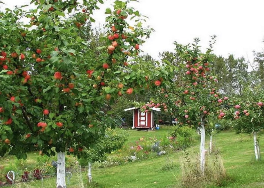 Полукарликовые яблони