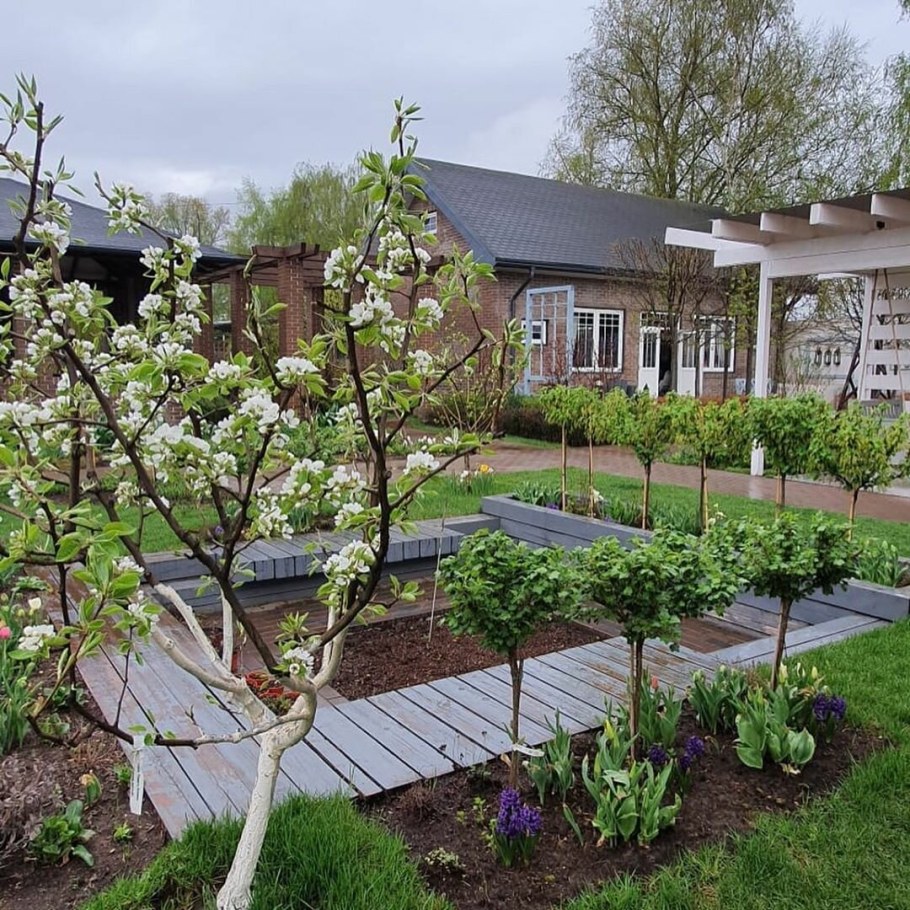 Пальметта яблоня