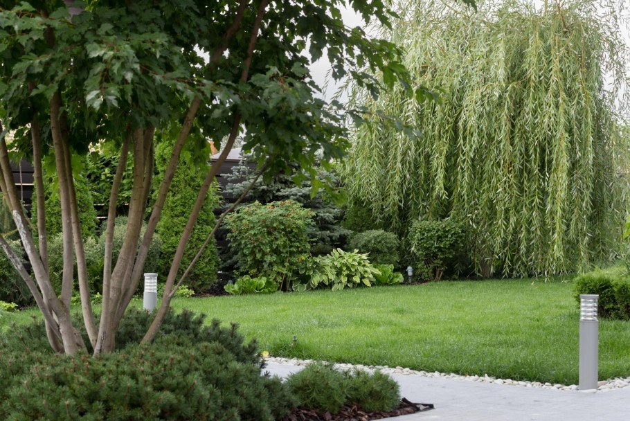 Ива плакучая памяти Миндовского