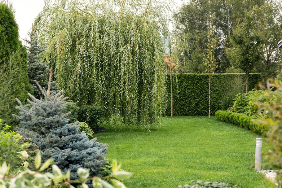 Ива Козья Пендула