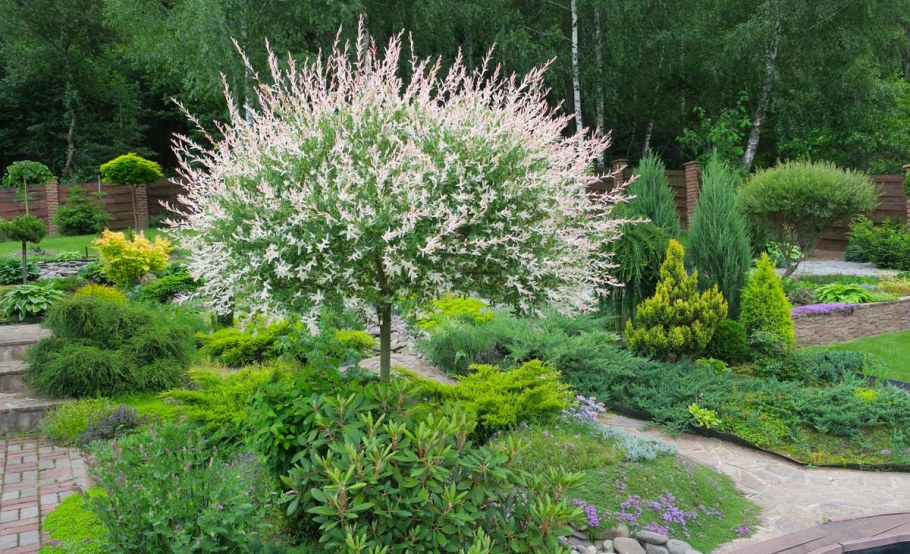 Ива цельнолистная (Salix Integra Hakuro Nishiki)