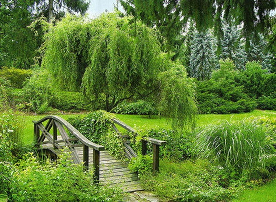 Ива Плакучий Гном в ландшафтном