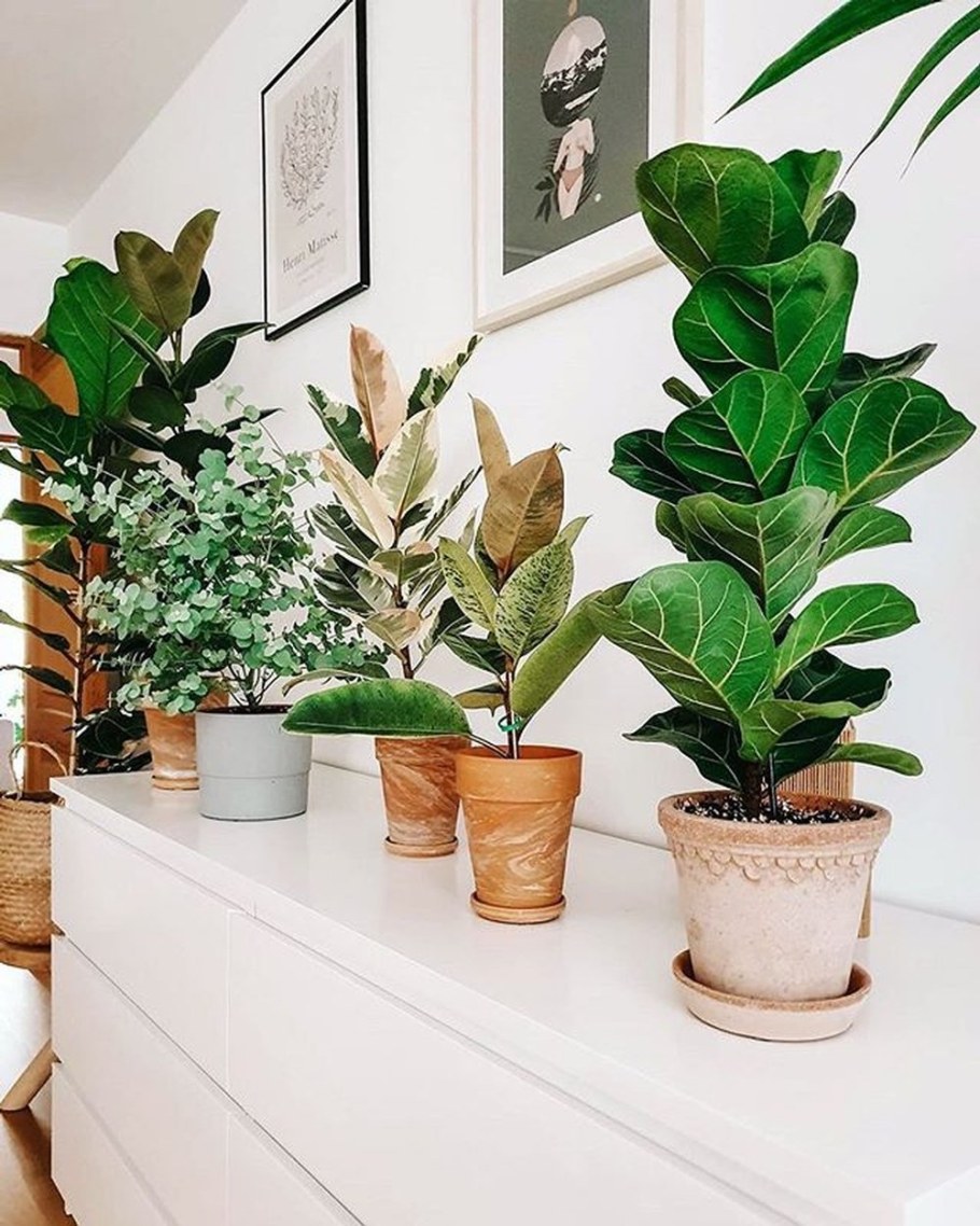 Дерево в квартире