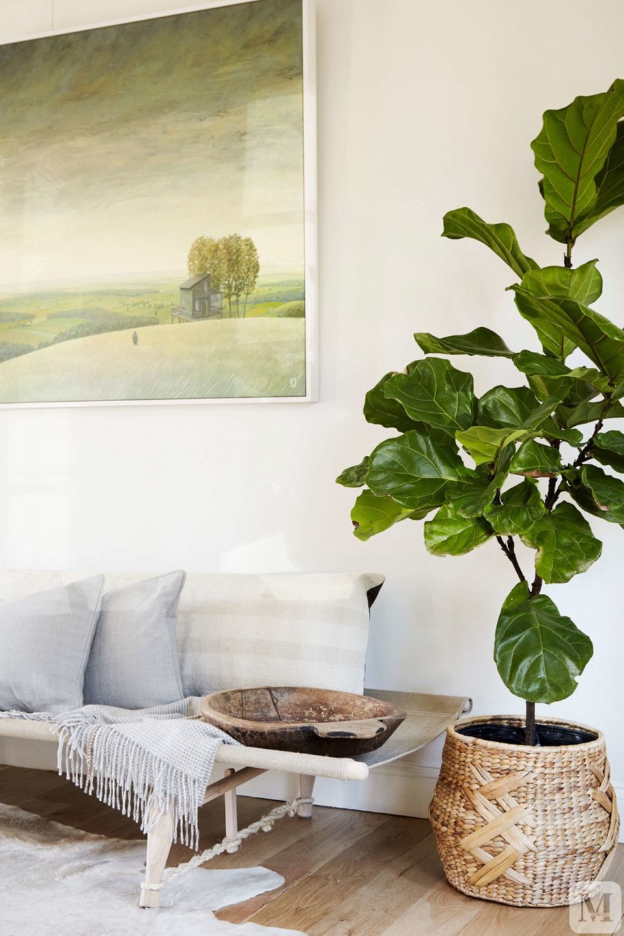 Фикус лировидный