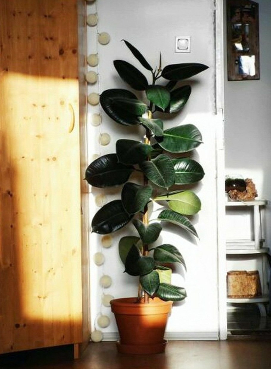 Фикус Бенджамина каучуконосный