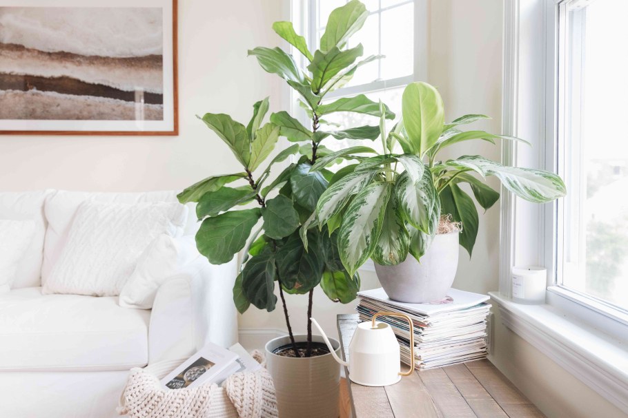 Фикус лировидный