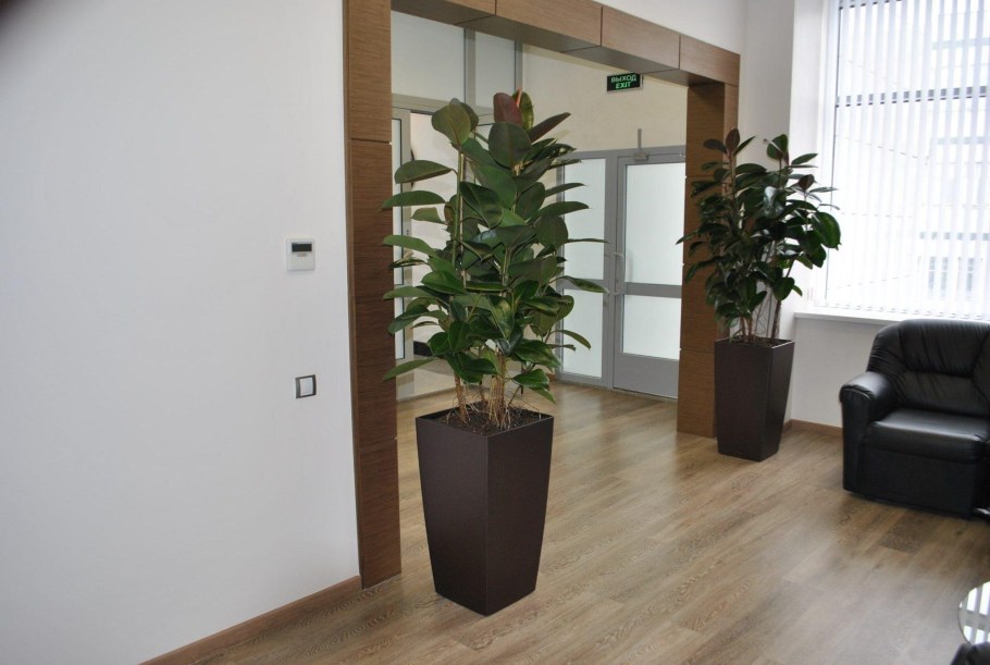 Фикус эластика лирата