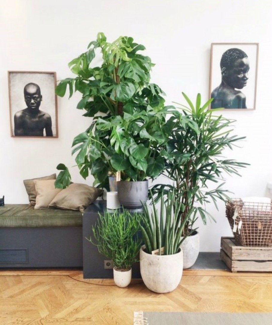 Сансевиерия, монстера