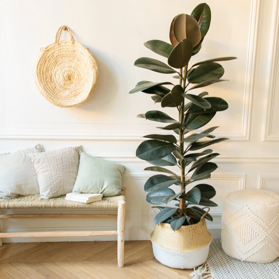 Фикус каучуконосный эластика