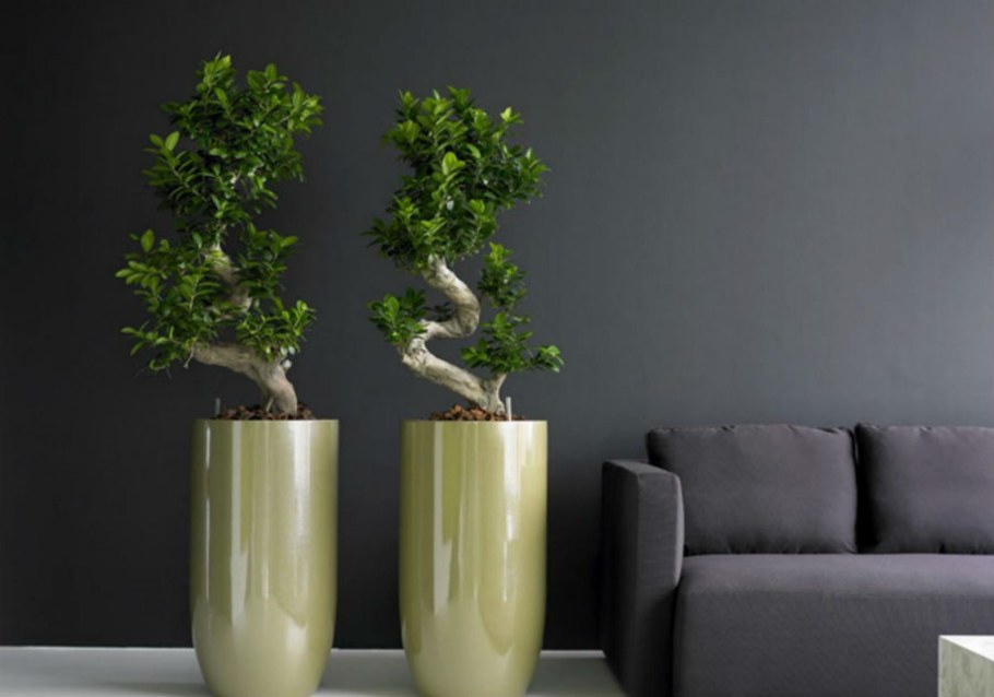 Фикус Бенджамина икеа