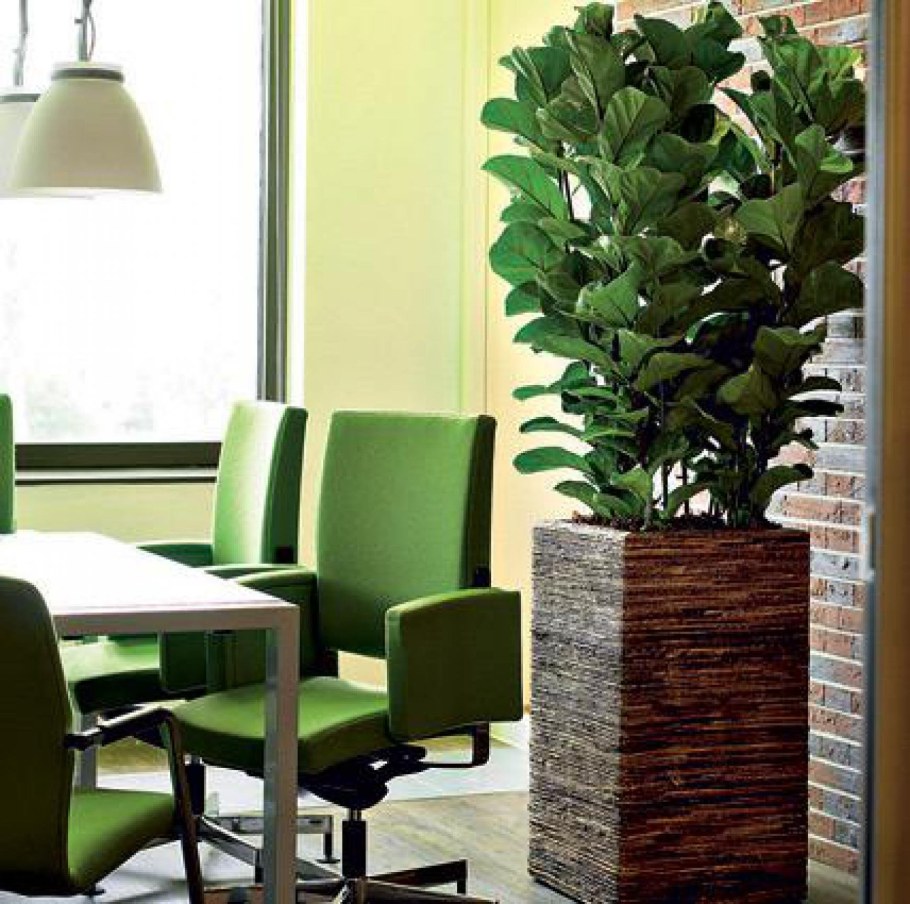 Фикус лирата в интерьере