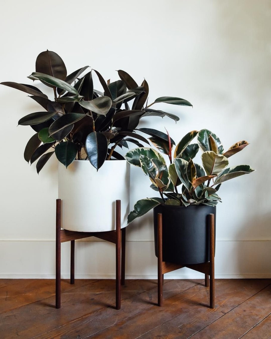 Фикус каучуконосный