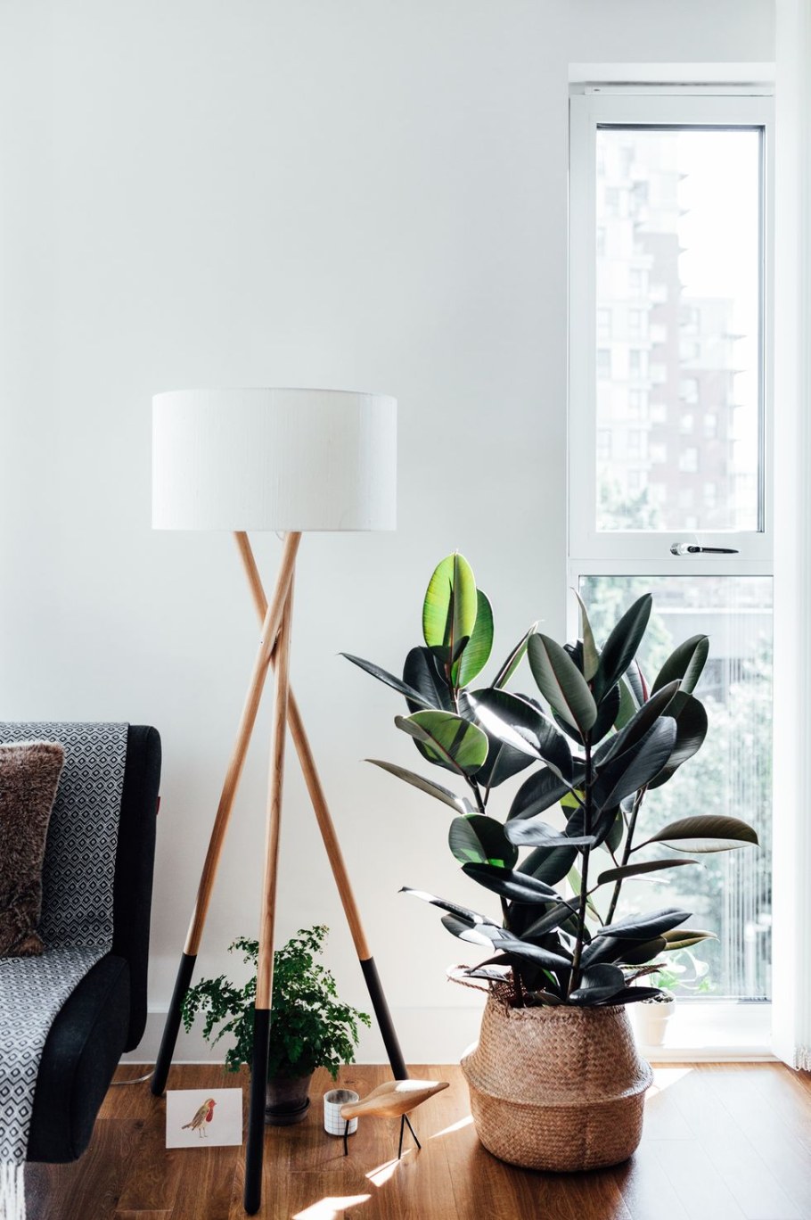 Фикус эластика