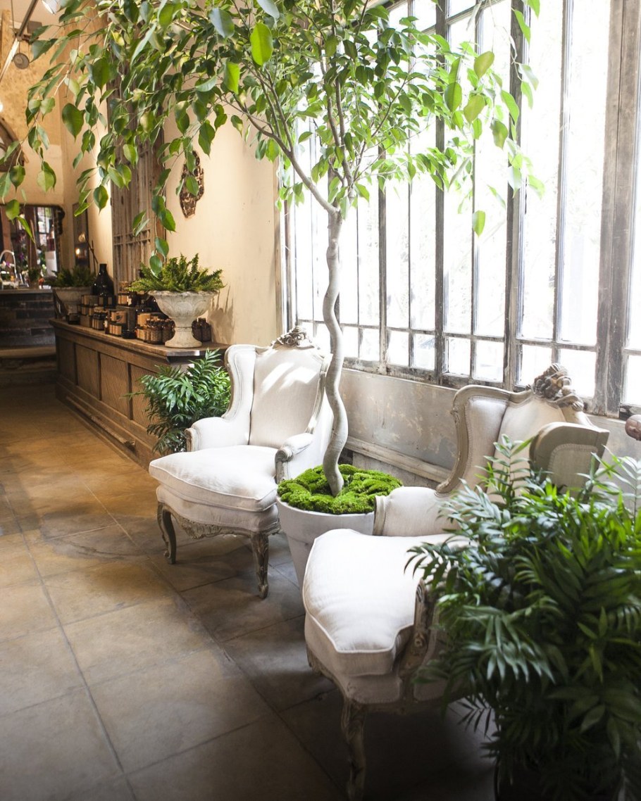 Большой фикус Бенджамина в интерьере