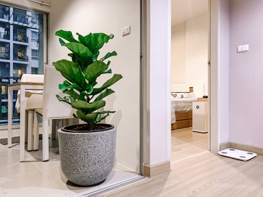 Фикус каучуконосный в интерьере