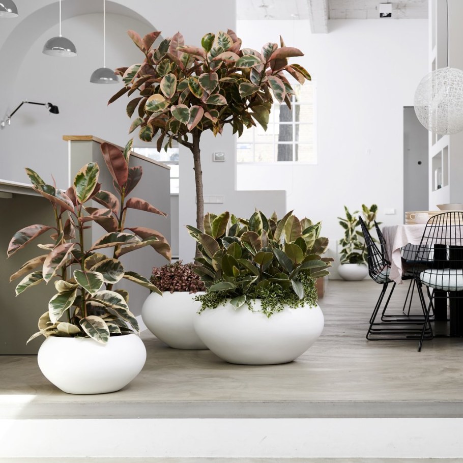 Фикус Бенджамина каучуконосный