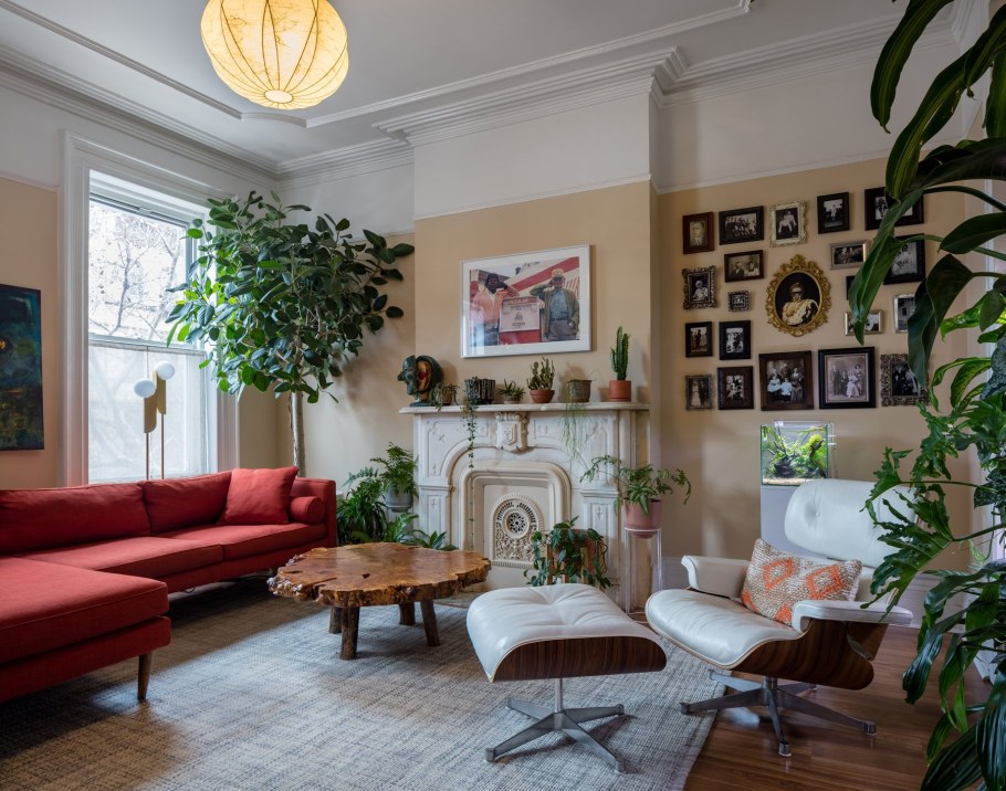 Фикус эластика Одри