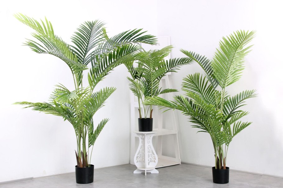 Финиковая Пальма