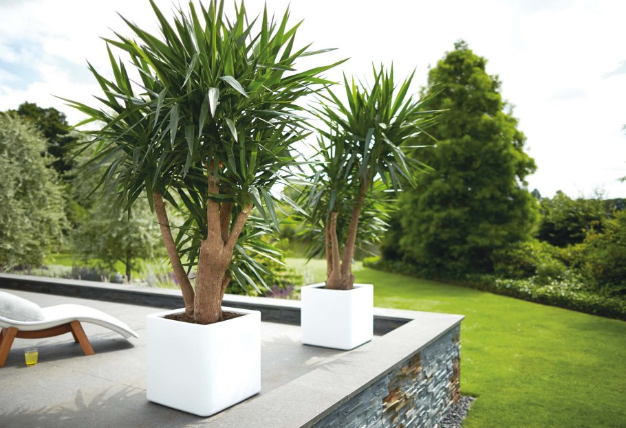 Юкка Драцена Пальма