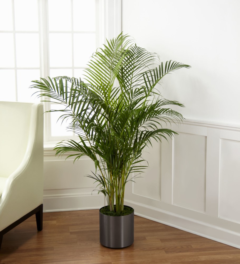 Арека Хризалидокарпус