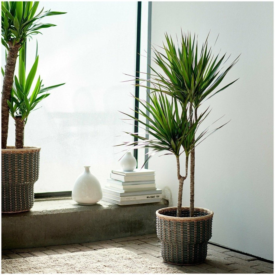 Растение Драцена Маргината