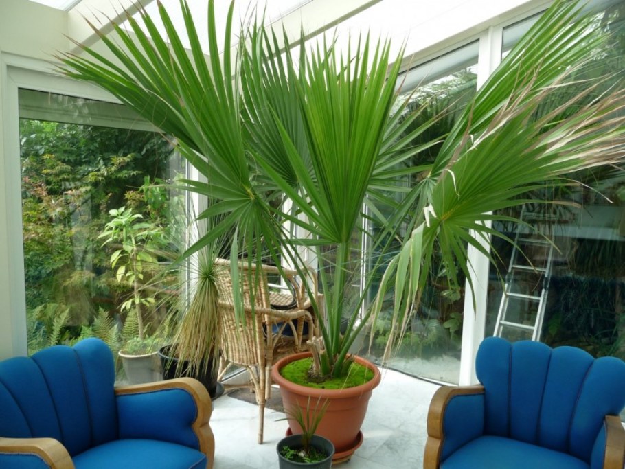 Латания растение