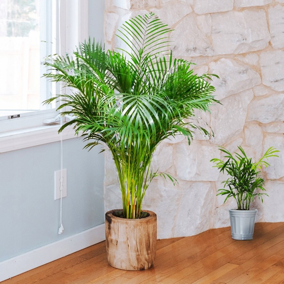 Хризалидокарпус Дипсис