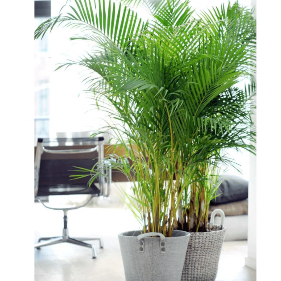 Пальма Арека