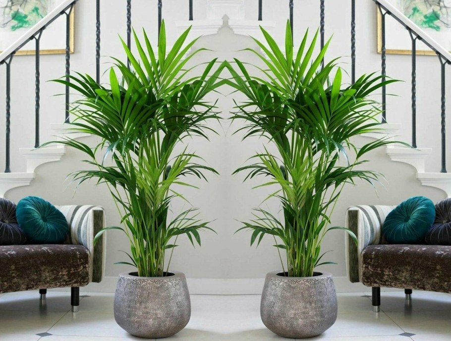 Пальма комнатная Ховея