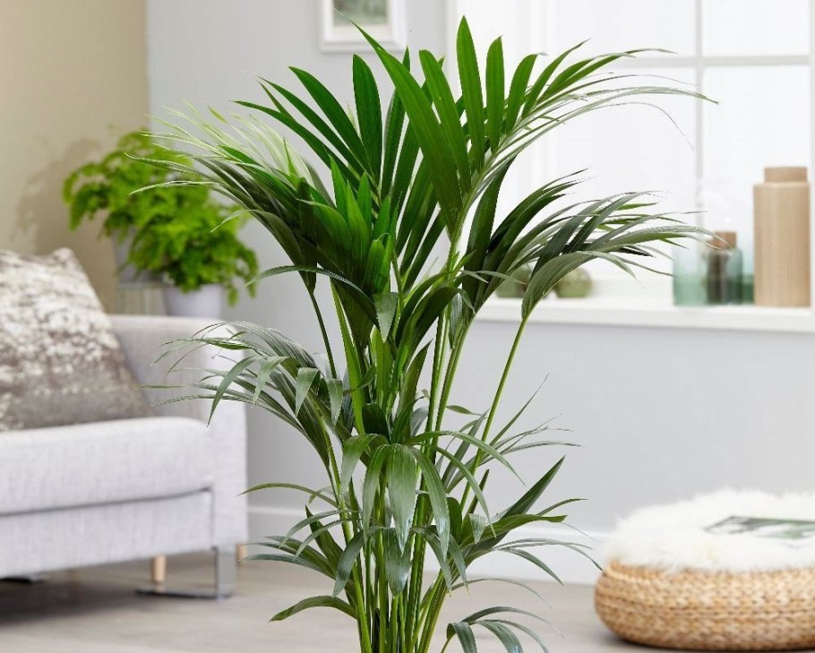 Ховея Форстера (Кентия)