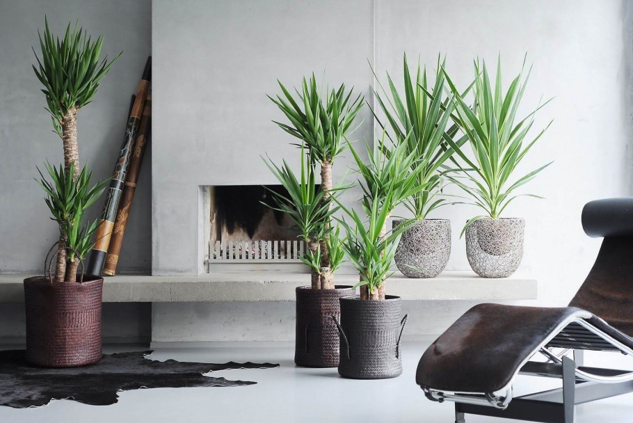 Драцена Юкка