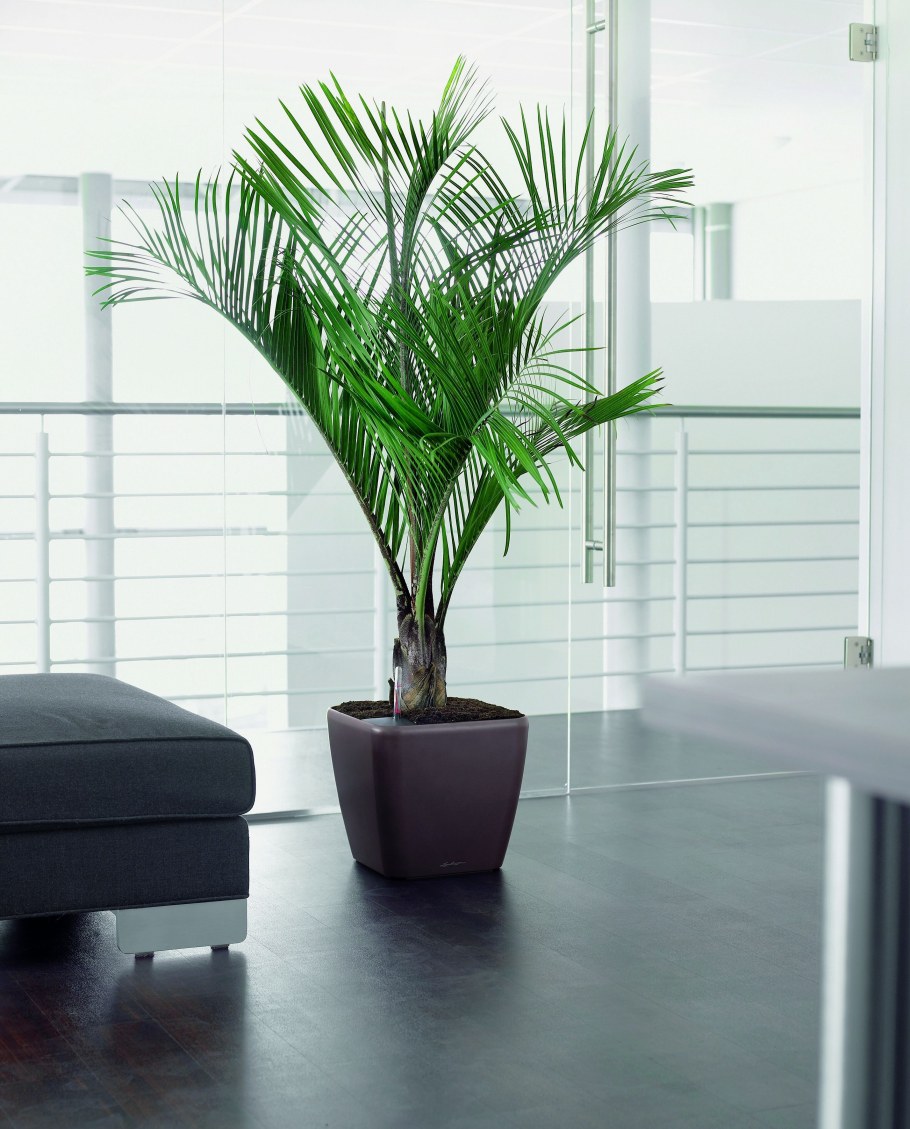 Хризалидокарпус Lechuza