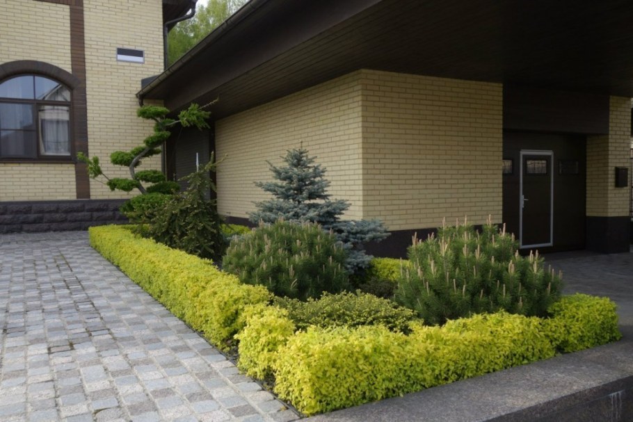 Туя Даника Живая изгородь