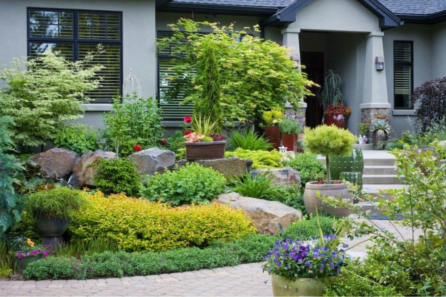 Хвойники и спирея японская в ландшафтном