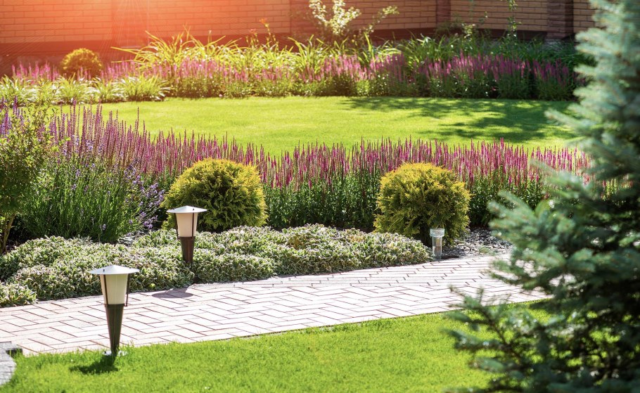 Спирея Голдфлейм в миксбордере