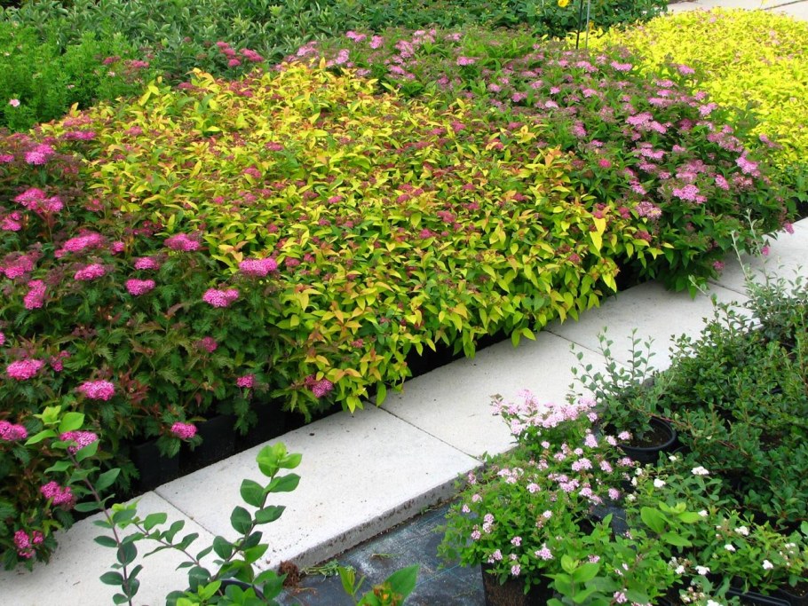 Спирея японская (Spiraea japonica &#96;Goldmound&#96;)