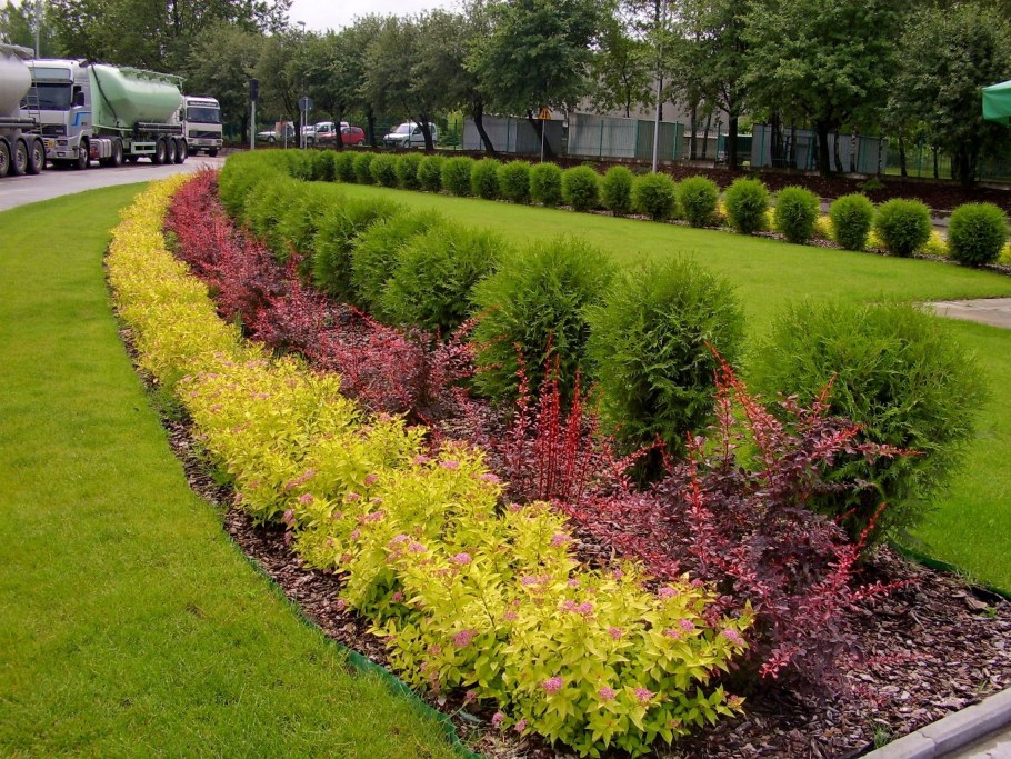 Спирея Голден принцесс