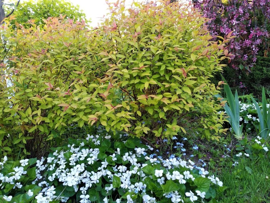 Спирея японская Nana