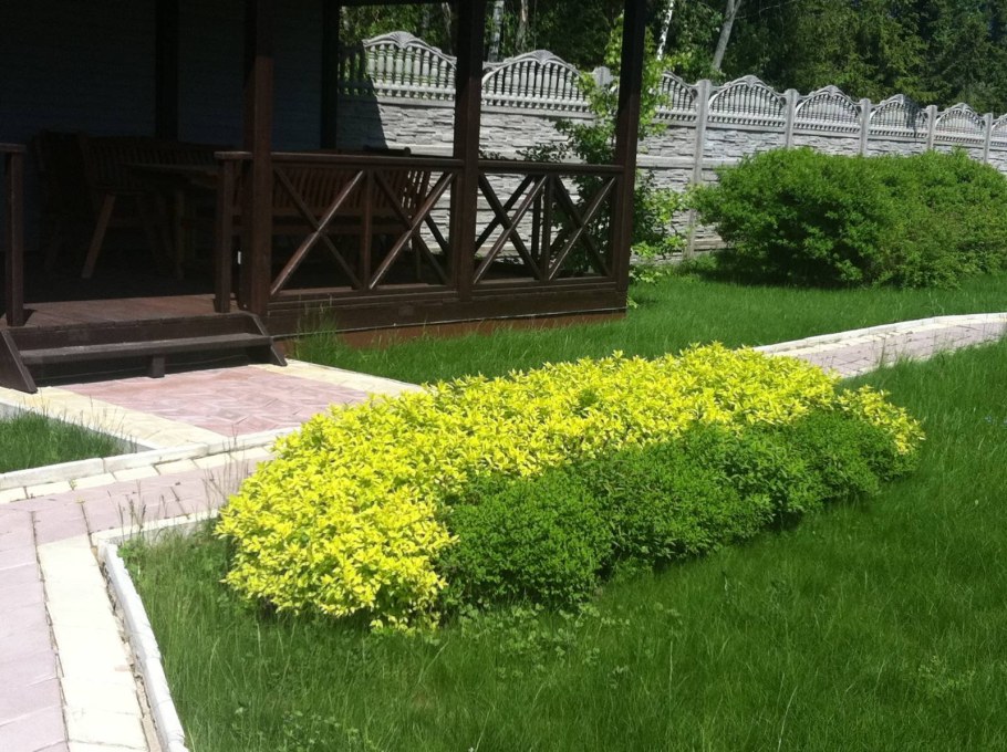 Спирея японская Голден принцесс