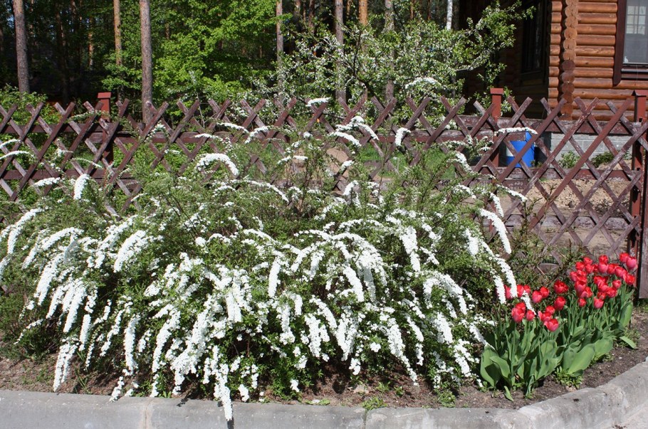 Спирея Грефшейм изгородь