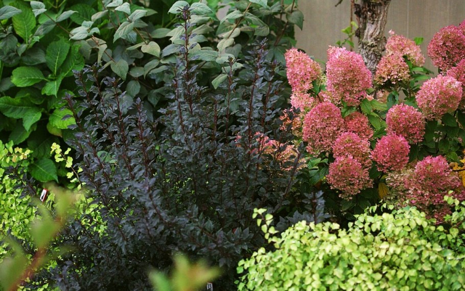 Пузыреплодник калинолистный tiny Wine