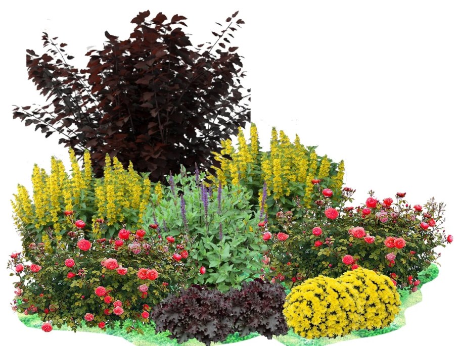 Миксбордер форзиция спирея Барбарис