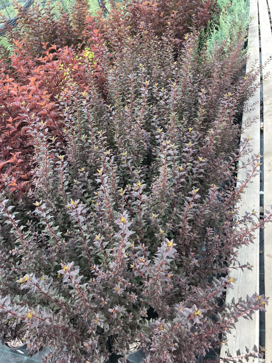 Пузыреплодник Литтл Джокер