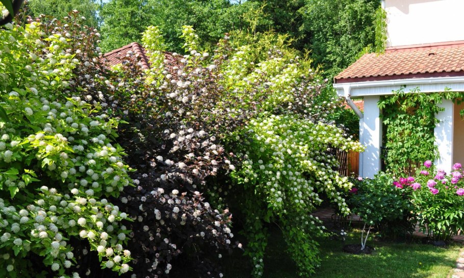 Пузыреплодник Лютеус Живая изгородь