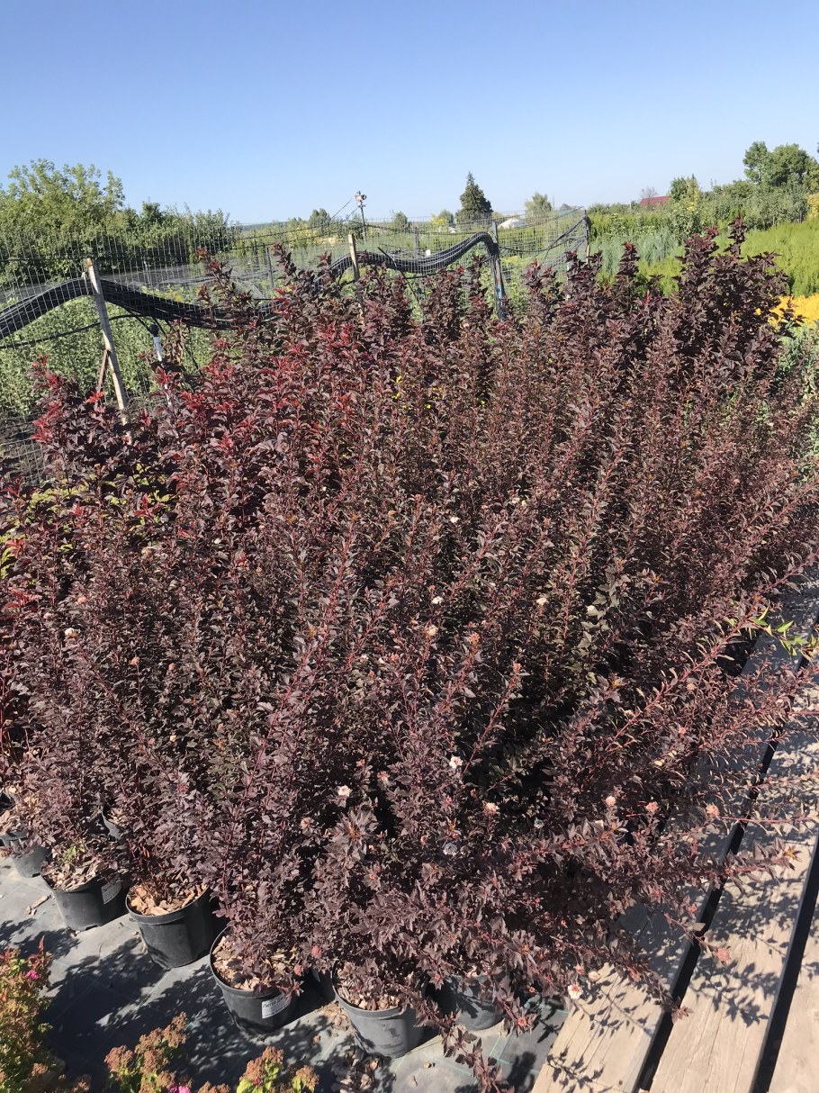 Пузыреплодник Литтл Джокер