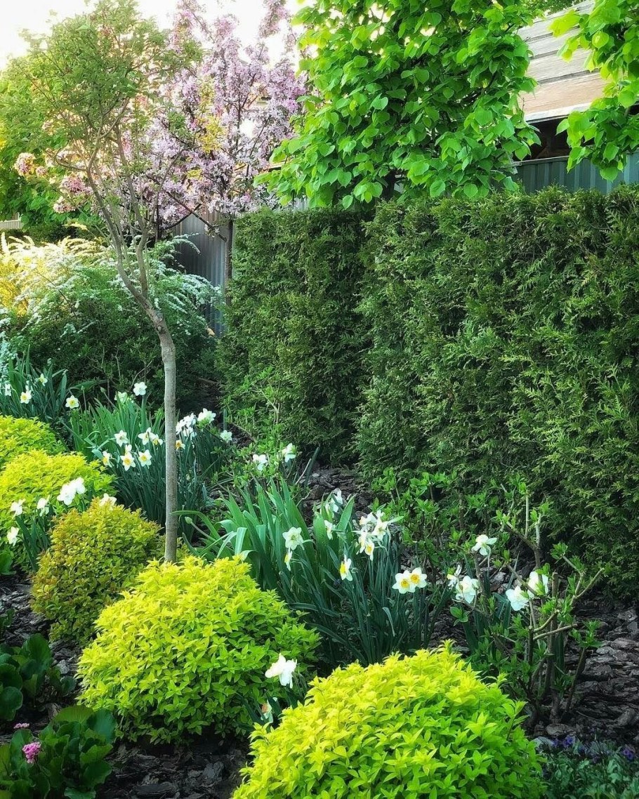 Розарий туя Даника