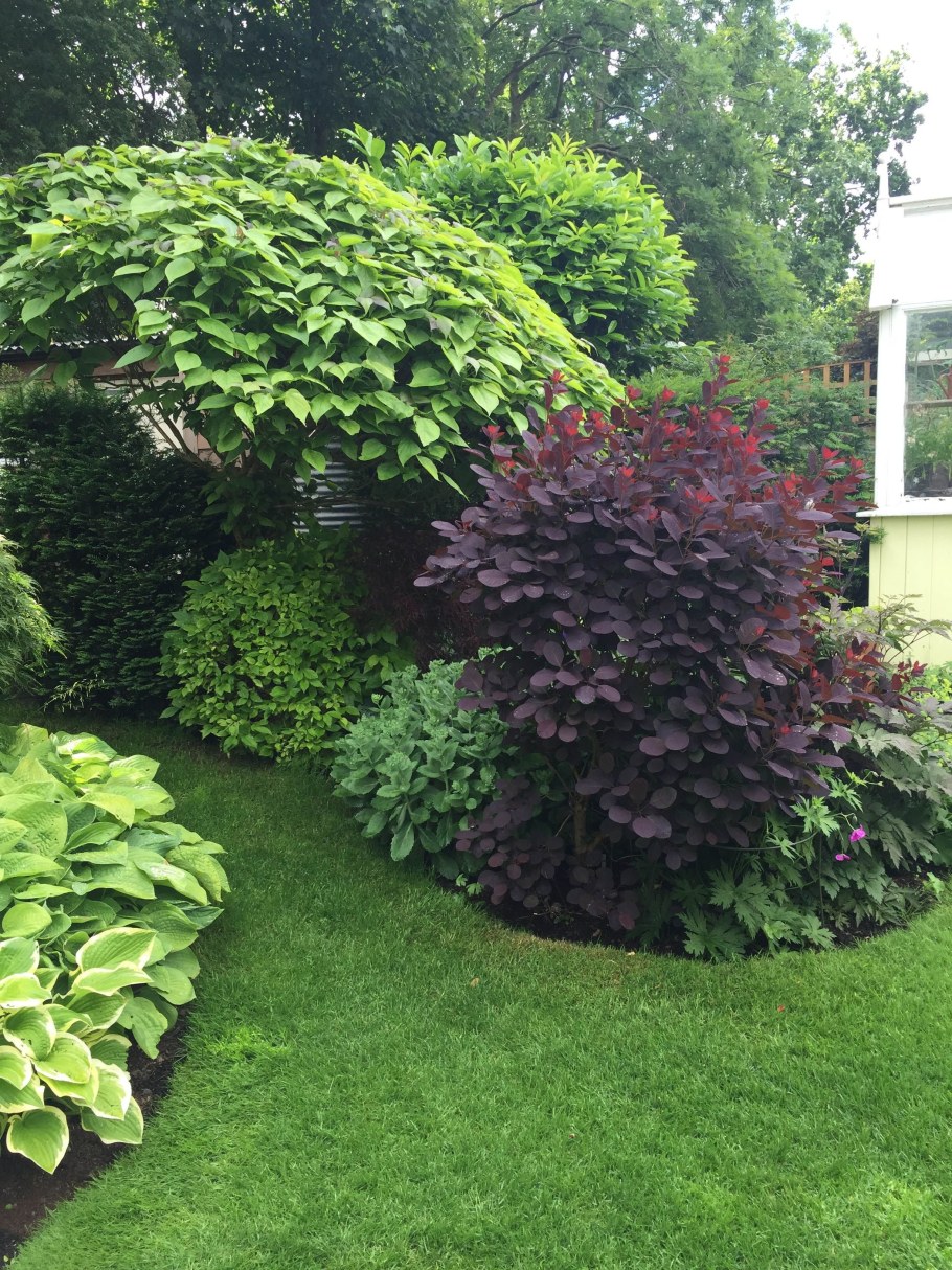 Пузыреплодник диабло изгородь