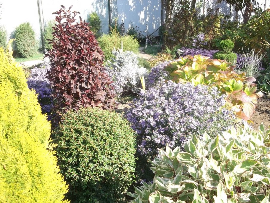 Клумба Барбарис пузыреплодник