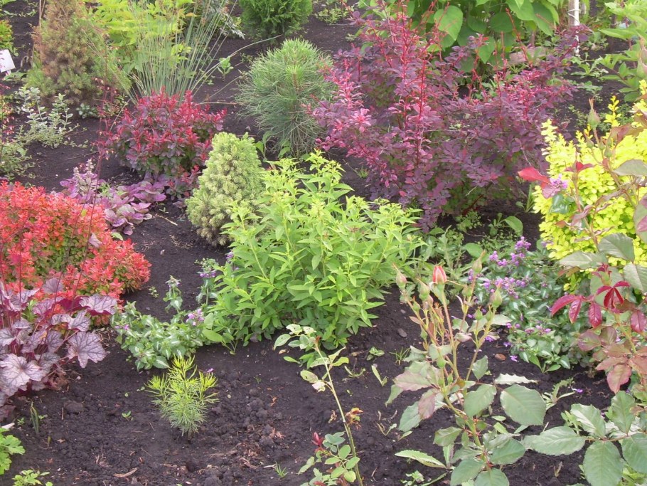 Дерен пузыреплодник Барбарис