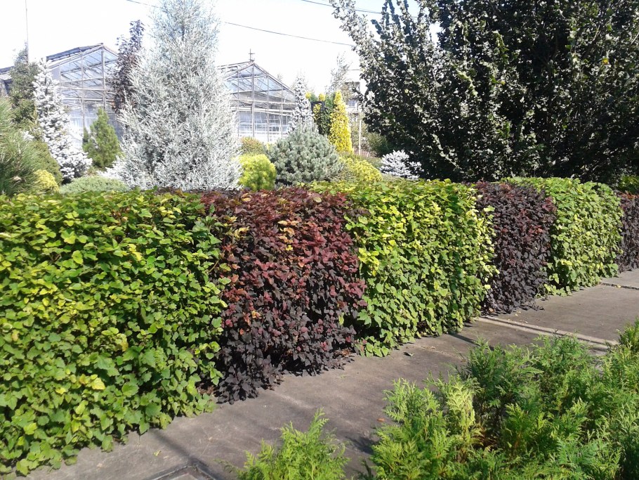 Барбарис оттавский Живая изгородь